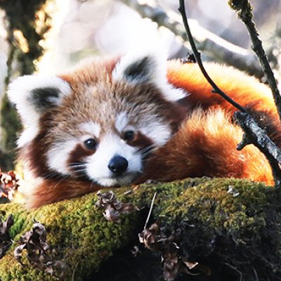 Red panda in a tree